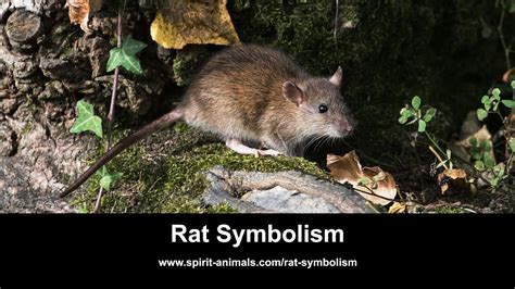 Unveiling the Symbolism behind the Rat as a Dream Representation