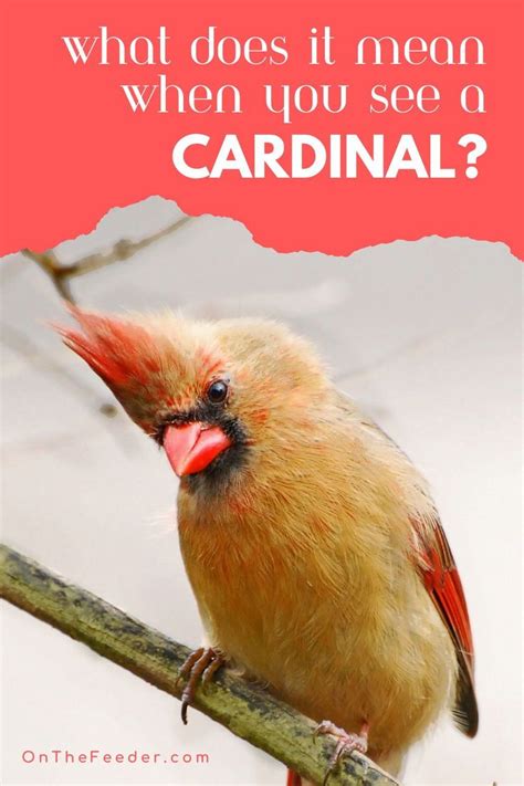 Unveiling the Symbolism of Cardinals: Decoding Their Significance in Dreams