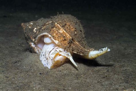 Unveiling the Symbolism of Pale Gastropods