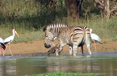 Unveiling the Zebra's Enigmas: Delving into the Enchanting Intricacies and Enigmatic Charm of Their Stripes