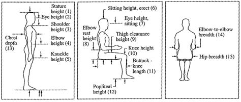 Vertical Measurement of Pola's Stature