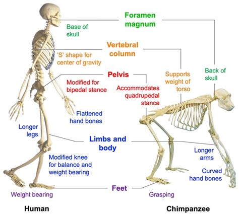 Walking on Two Legs: The Physical Evolution of Canines in Human Form