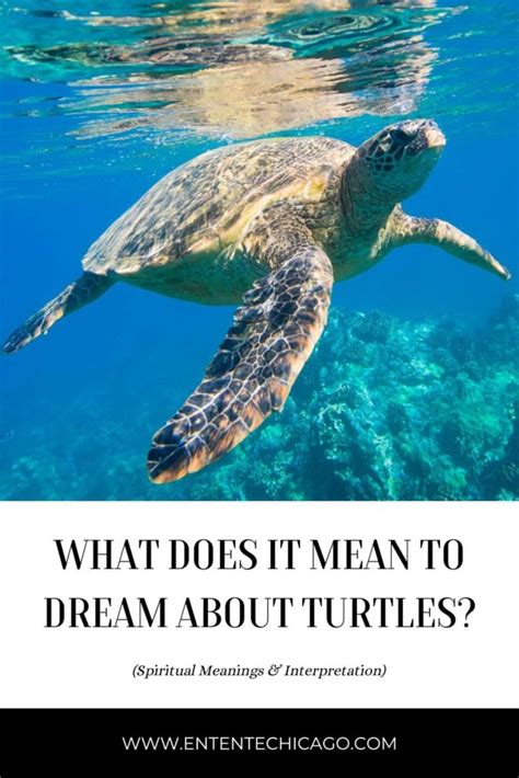 Water's Significance in Dreaming About Turtles