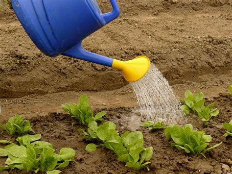 Watering and Fertilizing Spinach Plants