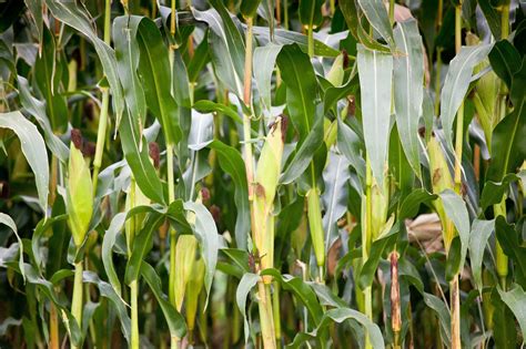 Weathering the Storm: Overcoming Challenges in Cultivating a Maize Plantation