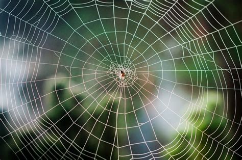Weaving Intricate Webs: Unveiling the Artistry of Spiders