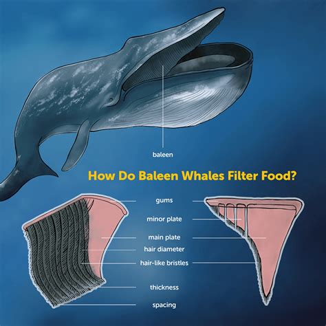 Whale Feeding Strategies: From Filter-Feeders to Hunters