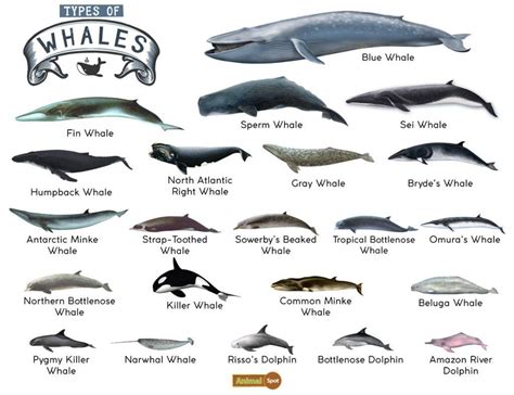 Whale Species Spotlight: Exploring the Diversity of These Magnificent Creatures