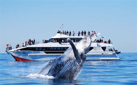 Whale-Watching: An Exciting Adventure on the Open Sea