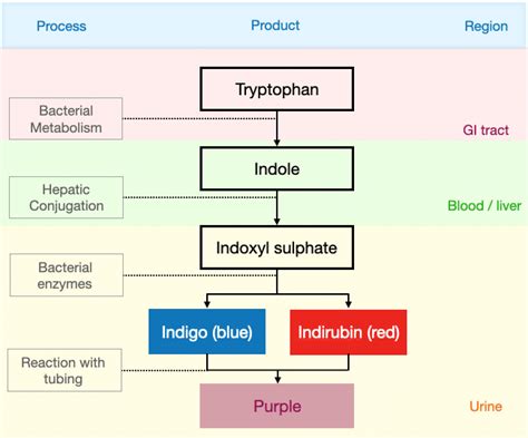 What Causes Purple Urine and How Common Is It?