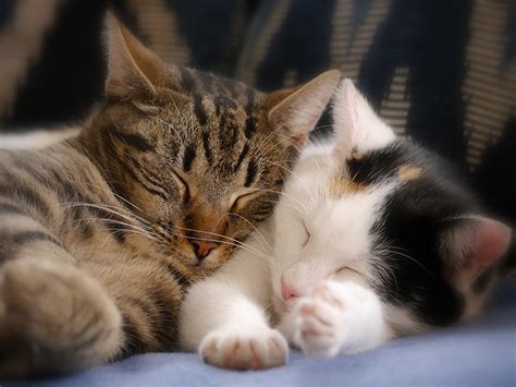 Why Are Kittens so Fond of Sleeping?