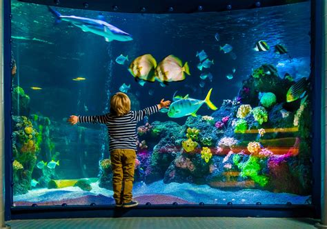 Why Do We Experience Dreams about Aquariums?