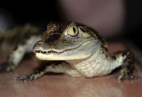 Why Having a Pet Crocodile Can Bring You Exceptional Joy