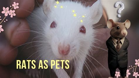 Why Rats Make Fantastic Companions