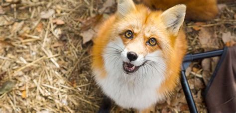 Why are Foxes Popular as Pets?