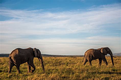 Witness the Elegance and Strength of Elephants in Africa