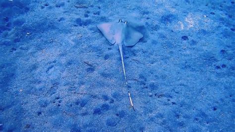 Witness the Graceful Dance of Stingrays as You Swim Alongside Them