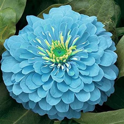 Zinnia Blue Bio: Early Life and Career